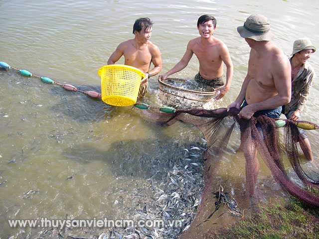 Cá tra giống tăng mạnh so với 2 tháng trước 